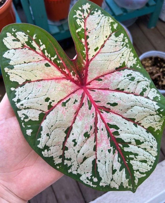 Cherry Blossom Caladium (2 Bulbs) - Blue Buddha Farm
