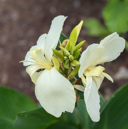 Moonshine Canna Lily Plug *LIVE PLANT* - Rare and Limited Pure White Canna