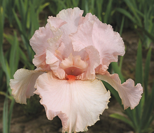 Peggy Sue Tall Bearded Iris – Fragrant Reblooming Pink Blooms |
