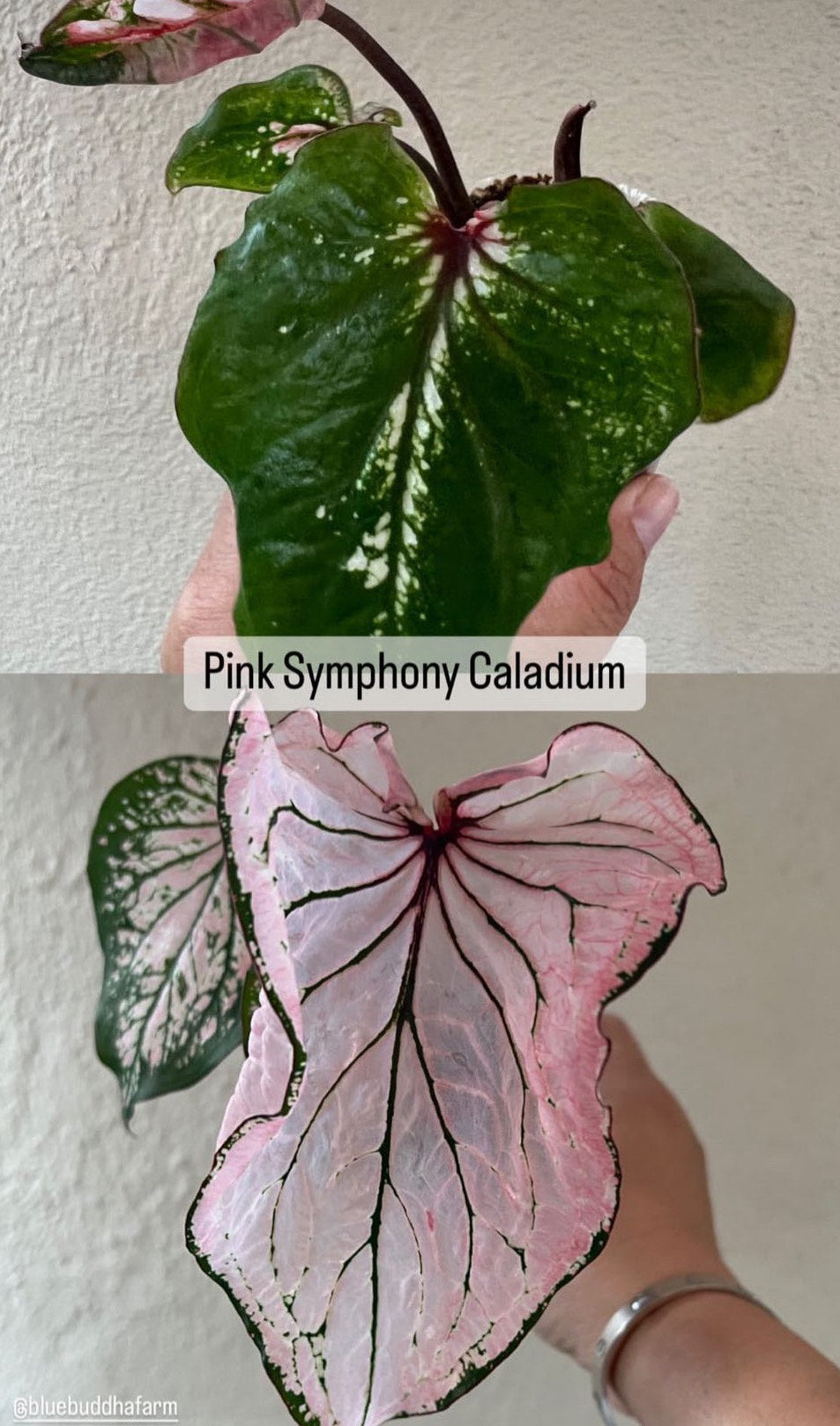 Pink Symphony Caladium (2 bulbs)