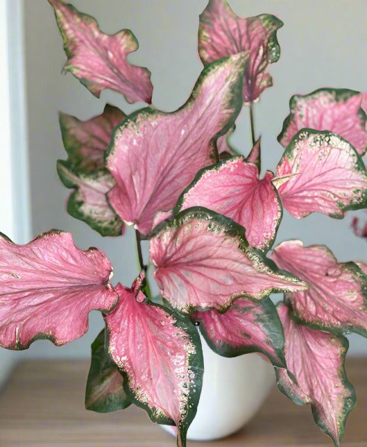 'Pink Gem' Caladium – Salmon Splendor (2 Bulbs) - Blue Buddha Farm