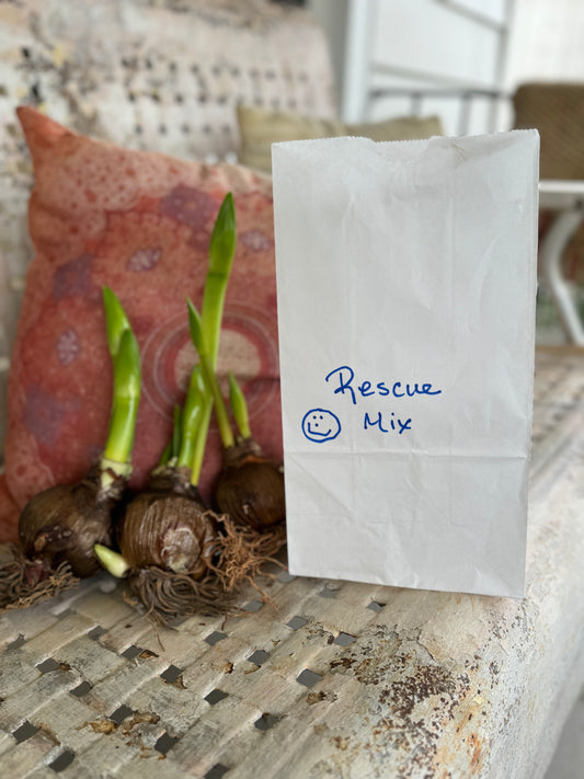 Amaryllis Rescue Trio – Sprouted Bulbs Ready to Bloom