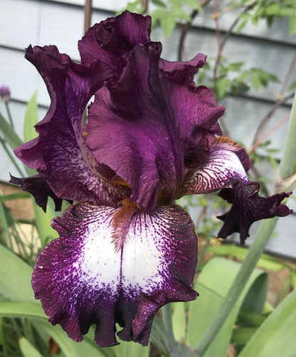 'Tennison Ridge' Bearded Iris - Blue Buddha Farm