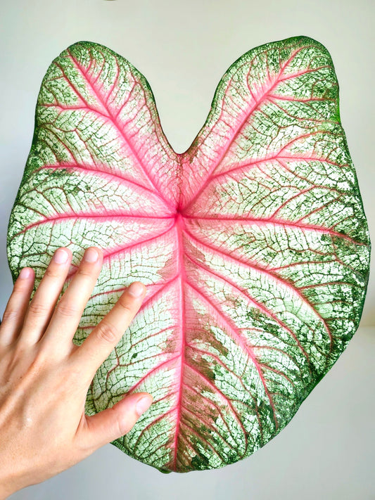 'Summer Pink' Caladium – Lush Pink Vein Elegance (2 Bulbs) - Blue Buddha Farm