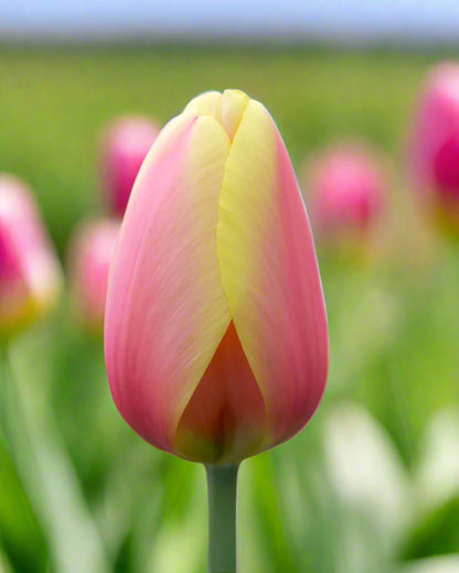Darwin Hybrid Tulip ‘World Peace’ – 3 Bulbs