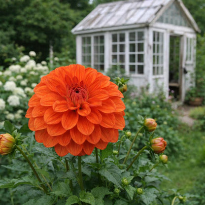 Valentin Dahlia Tuber | *PREORDER Spring 2026* | Blue Buddha Farm