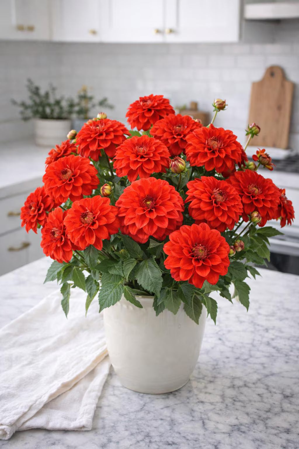 Valentin Dahlia Tuber | *PREORDER Spring 2026* | Blue Buddha Farm