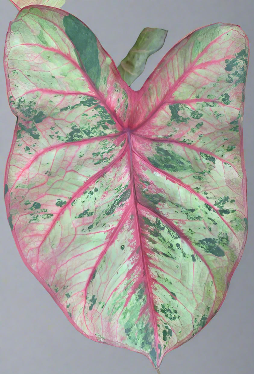 Close-up of an ‘Autumn Beauty’ Caladium leaf, showing its dynamic color shifts and intricate vein patterns.