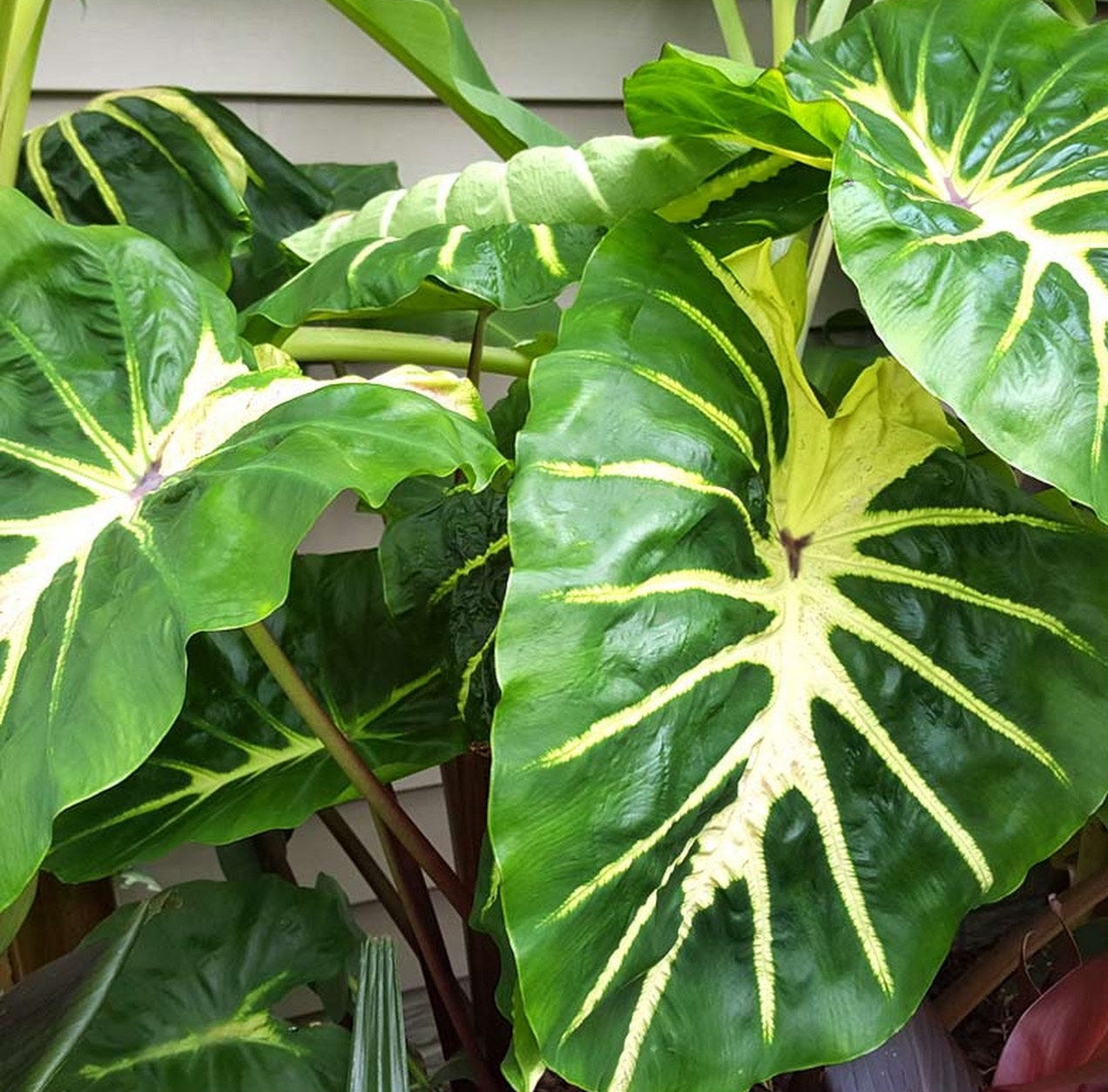 White Lava Elephant Ear - Blue Buddha Farm