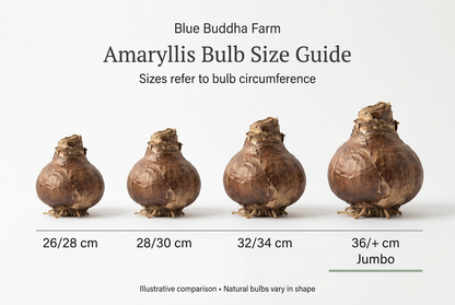 Amaryllis bulb size comparison guide