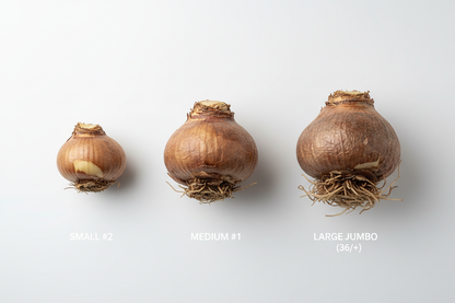 Amaryllis bulb size comparison