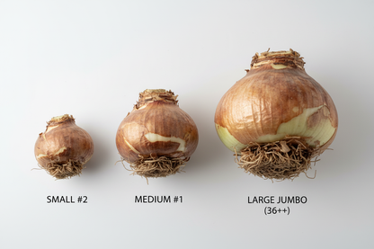 Amaryllis bulb size comparison – #2, #1, and Jumbo side by side