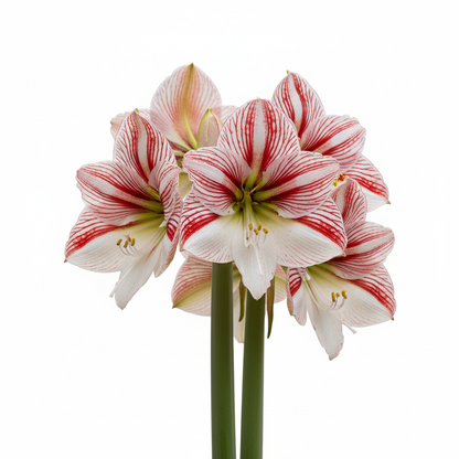 Amaryllis Dutch Clown blooms – white with cherry-red stripes