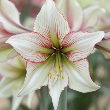 Amaryllis Magic Green – close-up