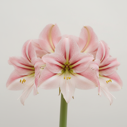 Amaryllis River Dance – close-up