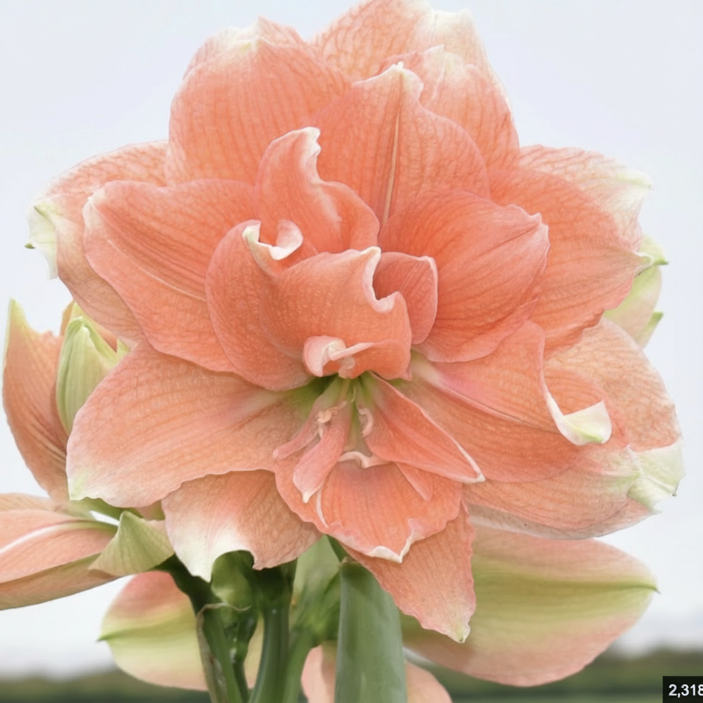 Amaryllis Tika Coral – close-up