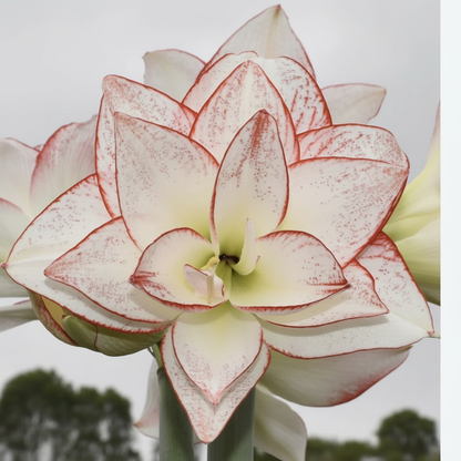 Amaryllis Tika Star – close-up