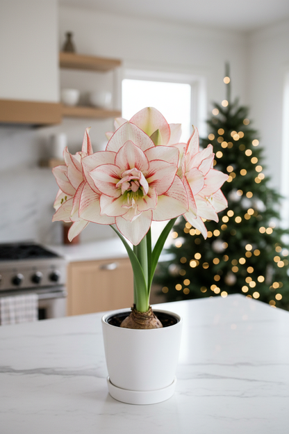 Amaryllis Tika Star – hero lifestyle