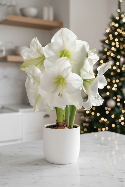 Amaryllis White Candle – hero lifestyle