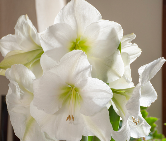 Amaryllis Peruvian White Candle – cluster of large pure white blooms with soft chartreuse centers