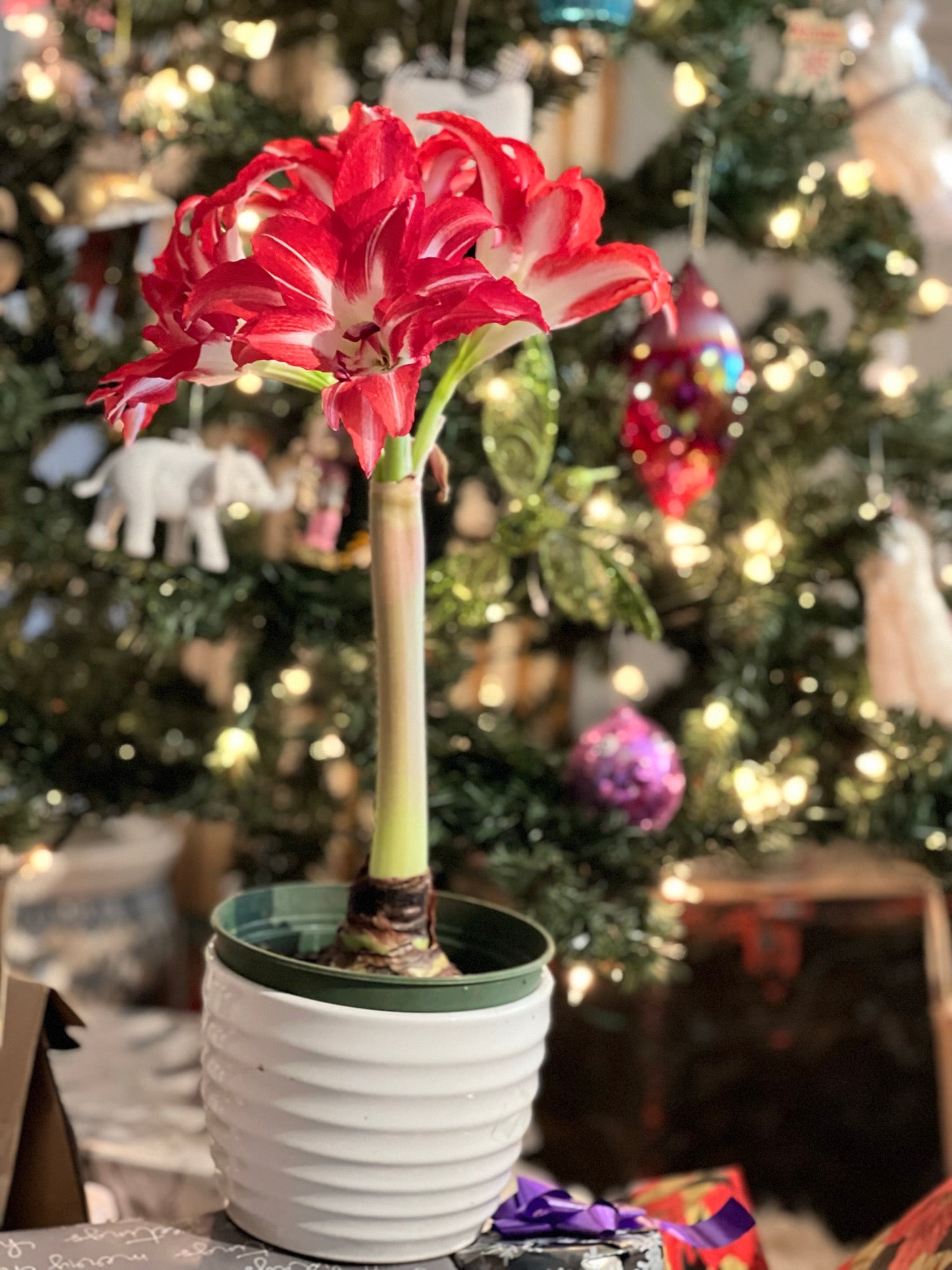 Close-up of Amaryllis ‘Barbados’ trumpet-shaped flowers with bold red petals and bright throat.