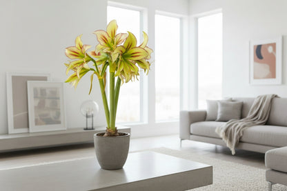 Amaryllis 'Graffiti' Bulb - Bold Green & Burgundy Striated Blooms