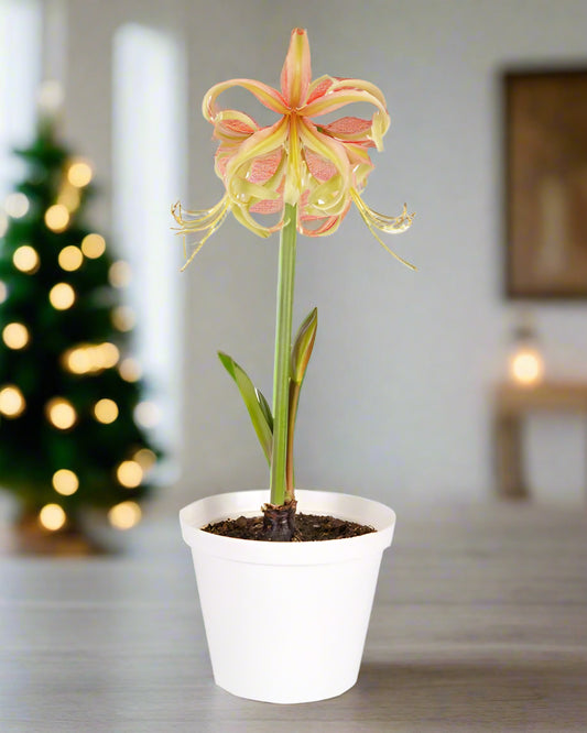 Amaryllis ‘Juniper’ bulb blooming in a small terracotta pot on a windowsill, with soft natural light highlighting its delicate yellow tones.