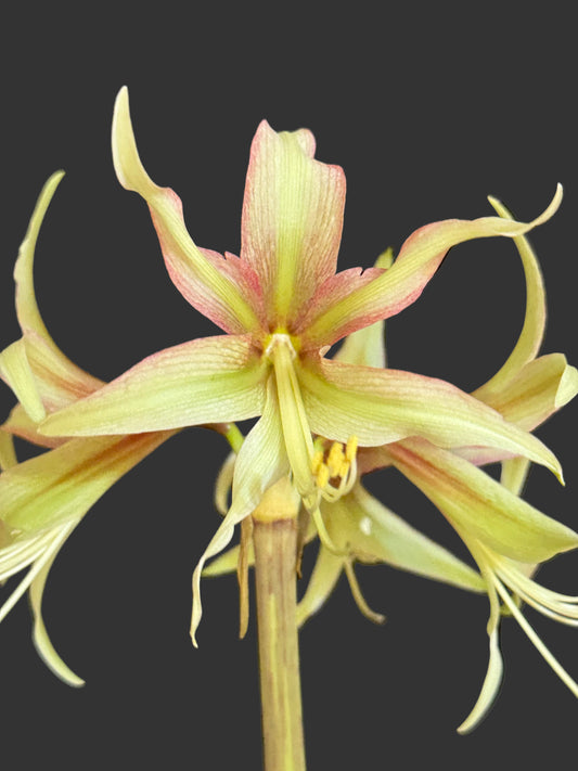 Close up of amaryllis Juniper in bloom at Blue Buddha Farm