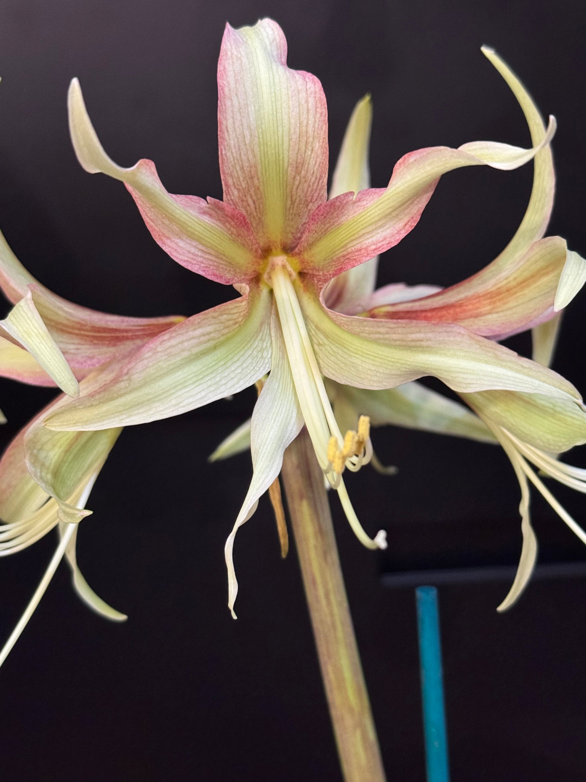 Pink and yellow green bloom of the spider type amaryllis Juniper