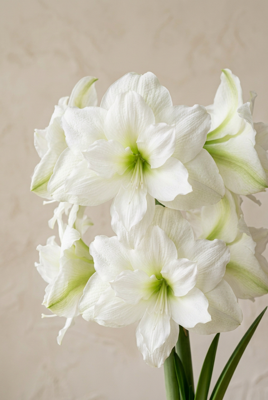 A close-up of white amaryllis flowers with pale green centers and green leaves, set against a soft beige textured background.