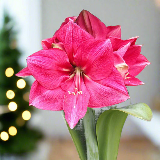 Single Pink Surprise amaryllis flower glowing in sunlight, watermelon-pink petals edged with magenta veins and white highlights.