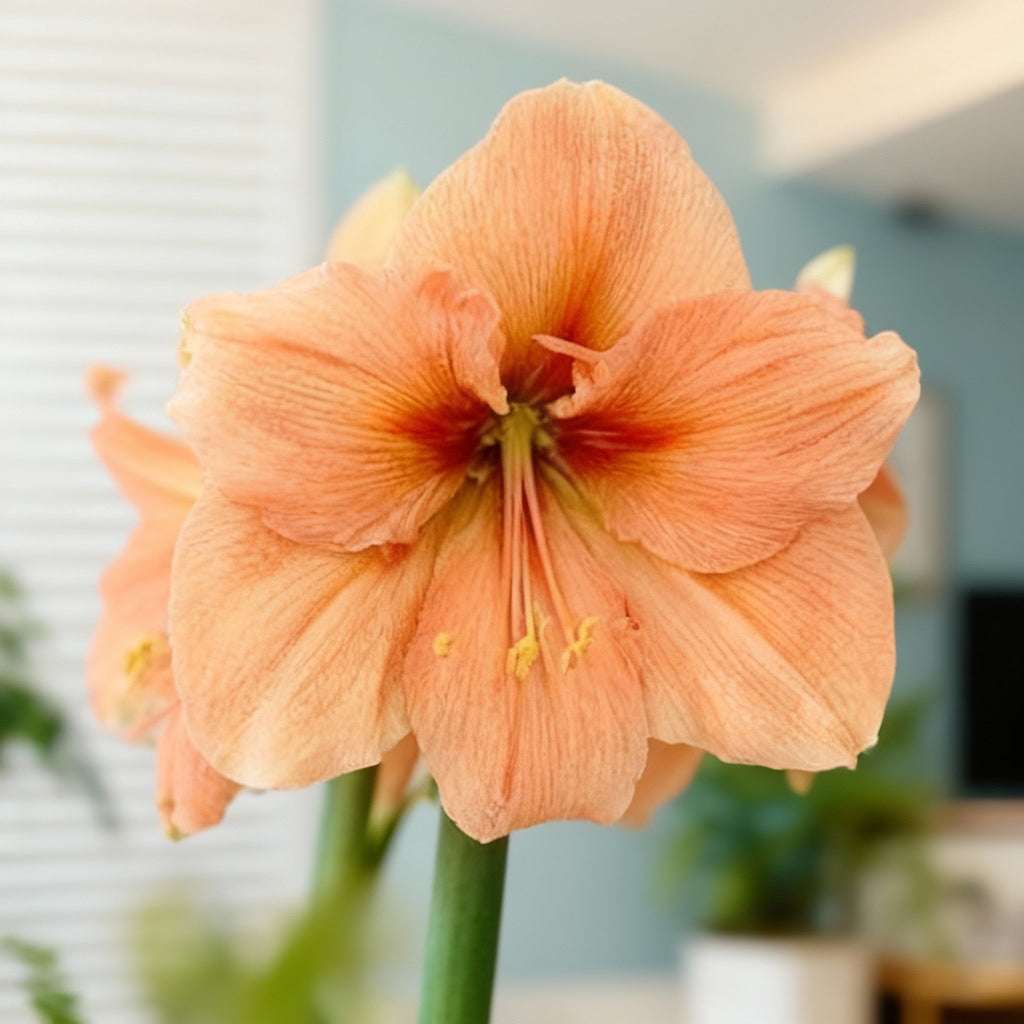 close up of the large salmon blooms of the amaryllis Rilona at blue buddha farm