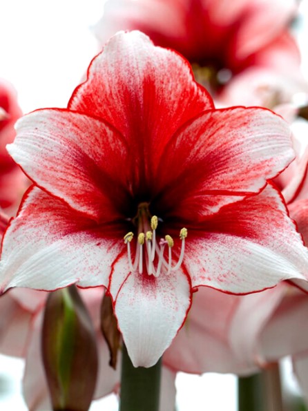Amaryllis Stardust