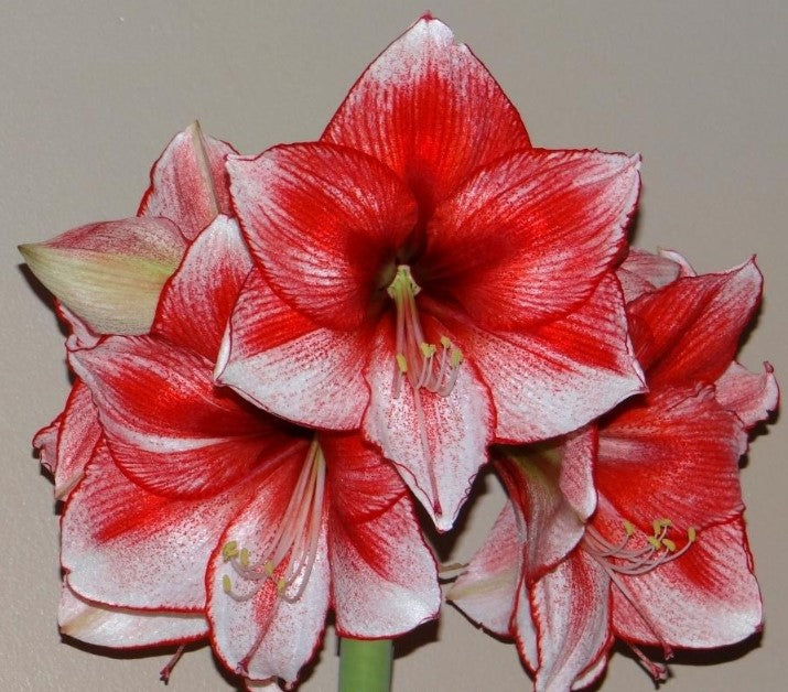 Amaryllis Stardust