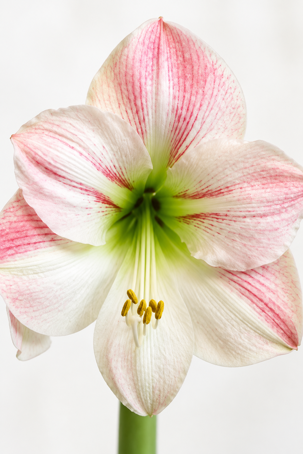Apple Blossom close-up