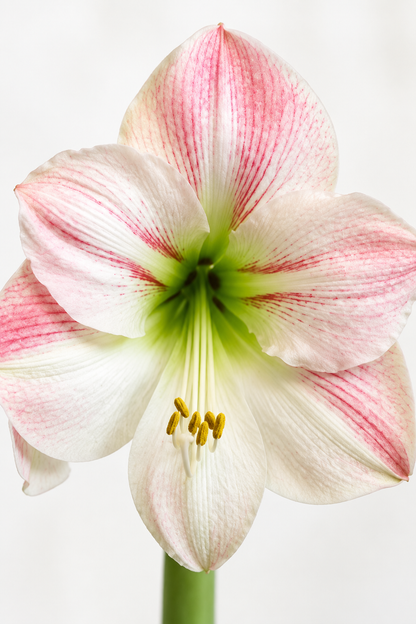 Apple Blossom close-up
