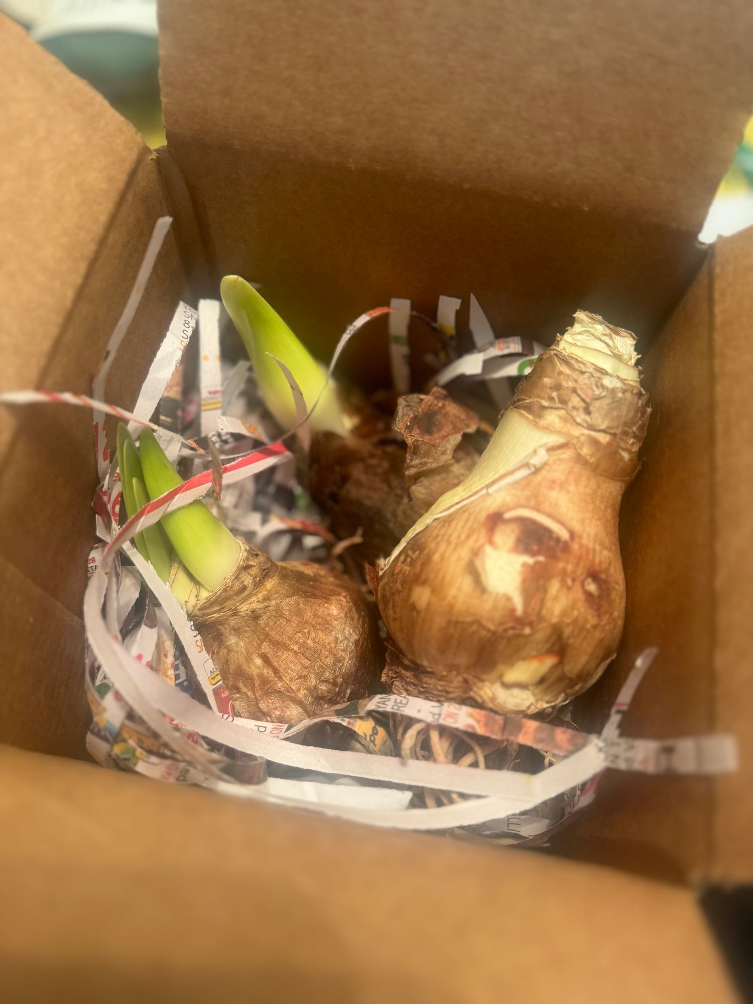 Collections Blue Buddha Farm