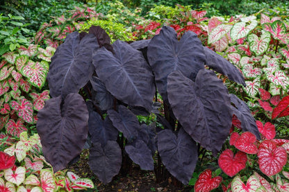 LIVE PLANT | Black Swan Elephant Ear Plug | *PREORDER Spring 2026 | Dramatic Midnight | Blue Buddha Farm