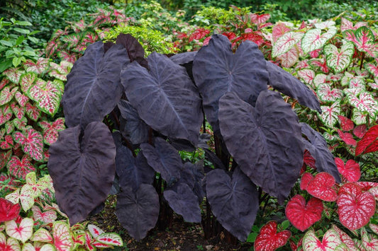 LIVE PLANT | Black Swan Elephant Ear Plug | *PREORDER Spring 2026 | Dramatic Midnight | Blue Buddha Farm