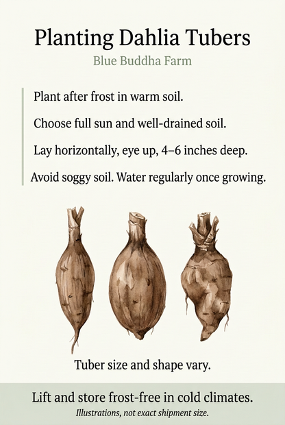 Blue Buddha Farm dahlia planting guide with illustrated tubers and the notice Tuber size and shape vary.