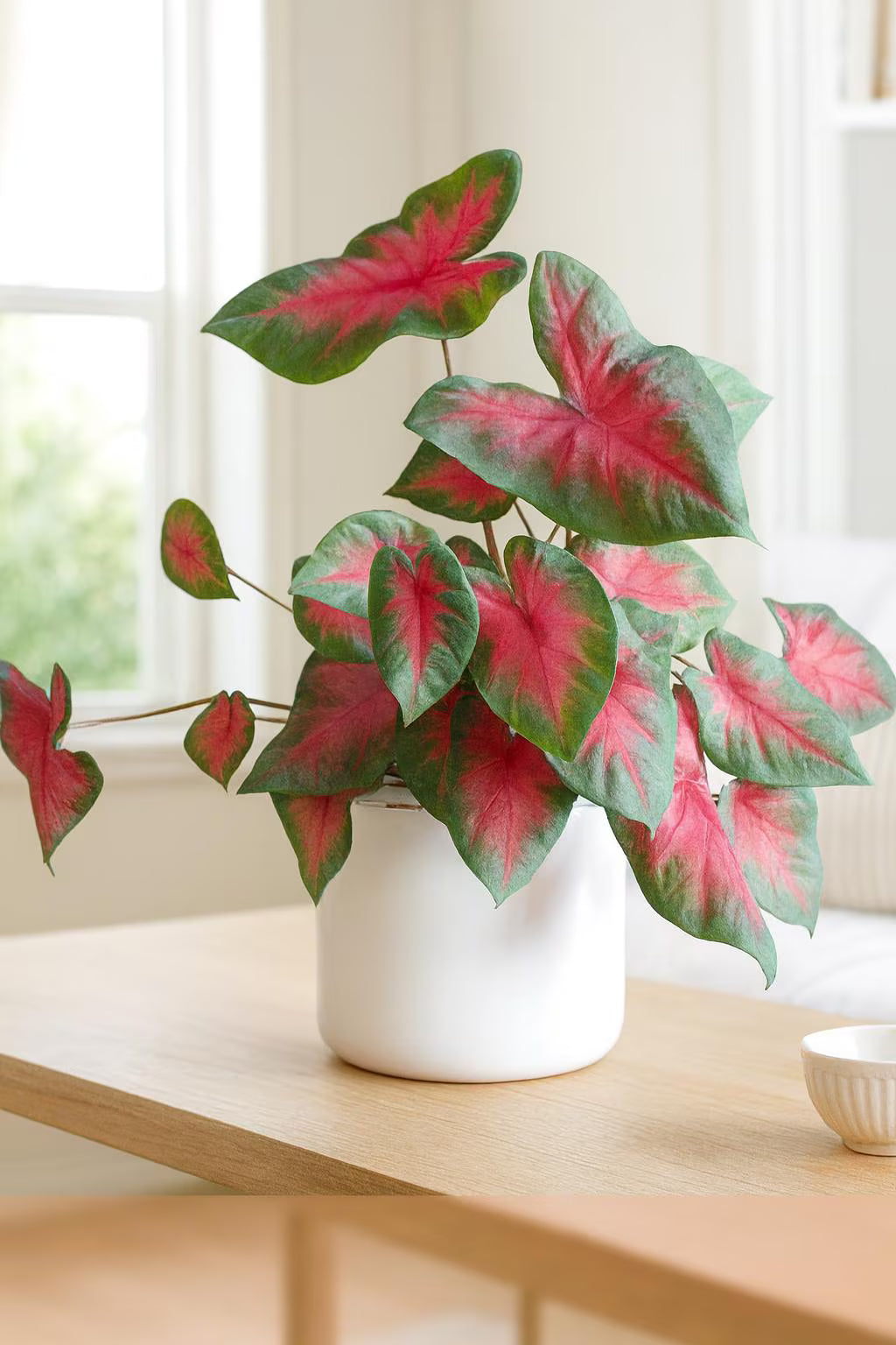 Buck Caladium (2 Bulbs) | *PREORDER Spring 2026* | Blue Buddha Farm