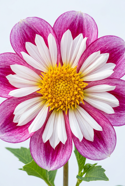 Bumble Rumble Dahlia Tuber | Pink & White Collarette | Ships Spring 2027