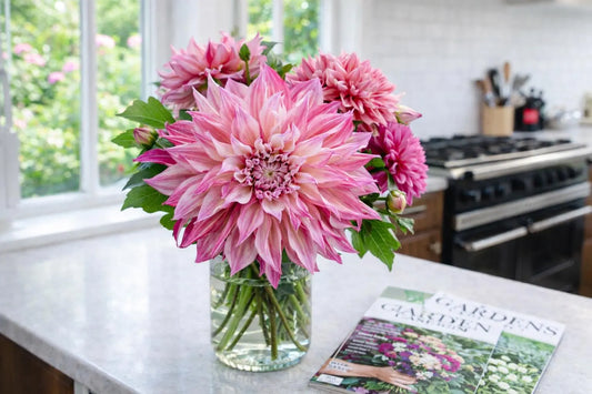 Cafe Au Lait Royal Dinnerplate Dahlia | *PREORDER Spring 2026* | Blue Buddha Farm