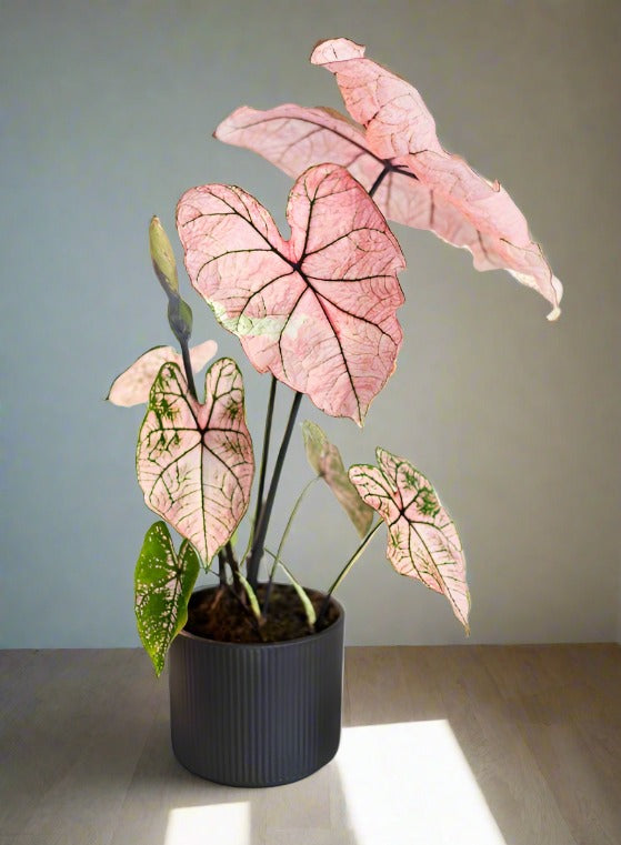 'Spring Fling' Caladium – Translucent Pink Elegance (2 Bulbs) - Blue Buddha Farm