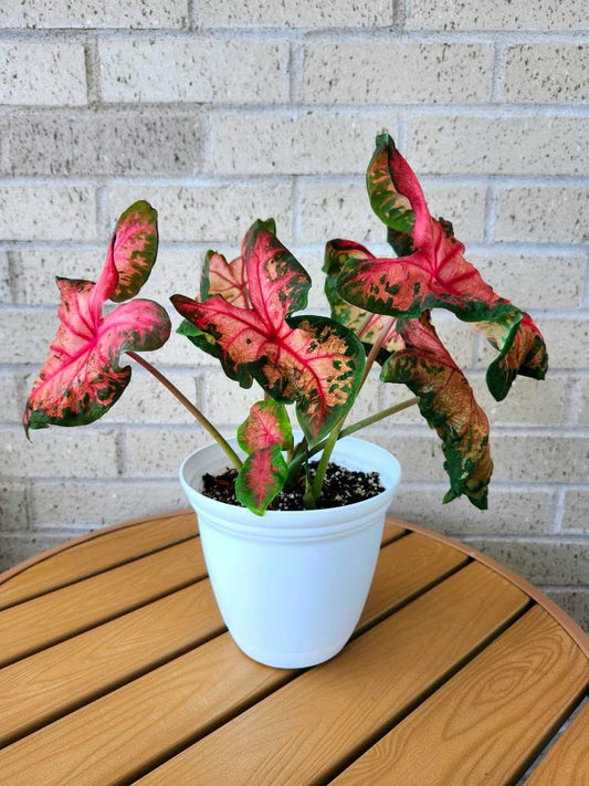 Potted plant with pink and green leaves on a wooden table against a brick wall.