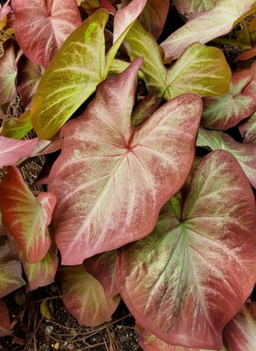 Heart-shaped caladium foliage featuring creamy white and bronze-pink tones – spring shade plant
