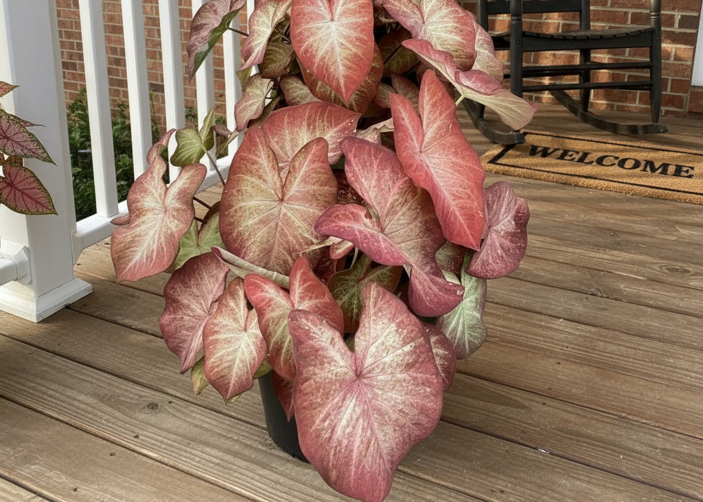 Close-up of new Creme Brulee Caladium variety showing delicate white veining and pastel tones