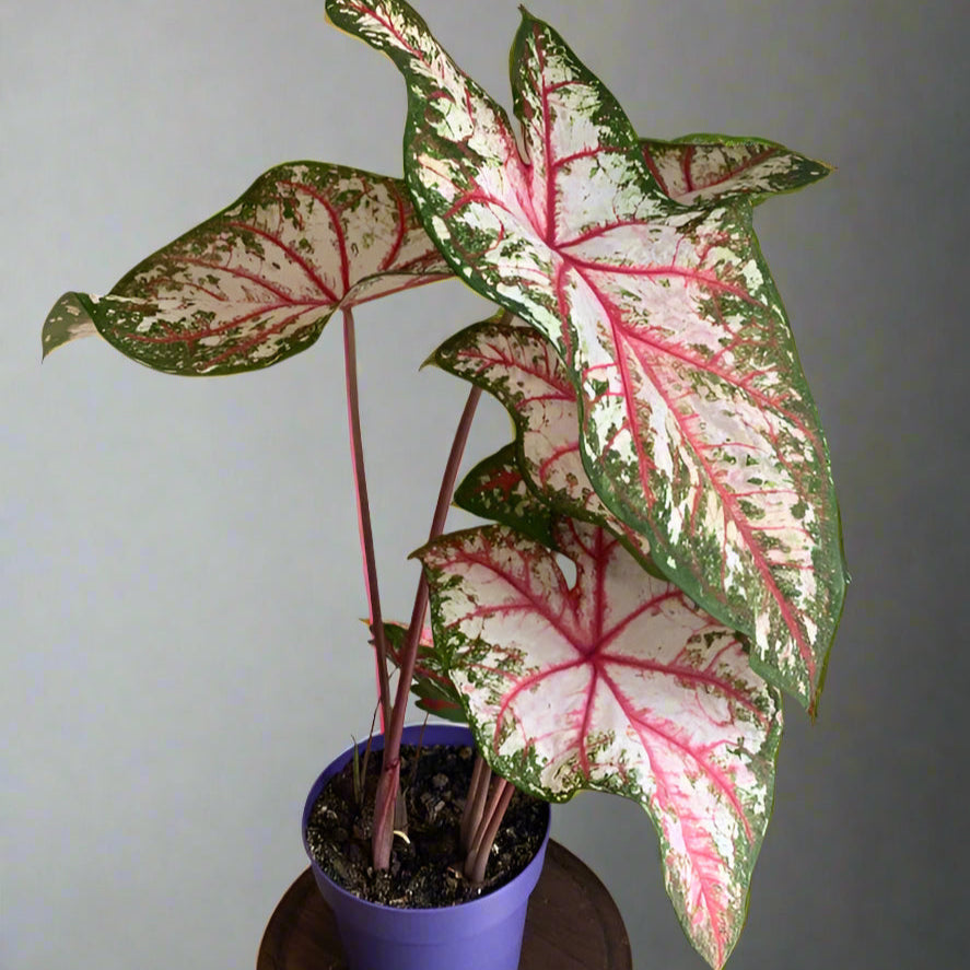 Florida Calypso bi-color caladium with magenta centers, deep green borders, and fine pink veining, creating a tropical foliage display.