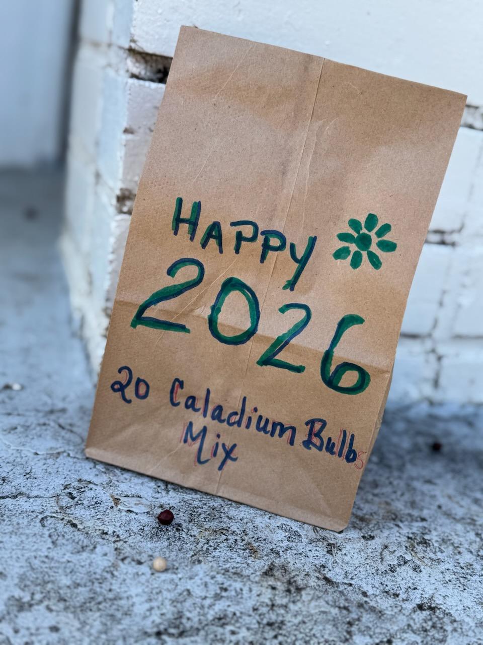 Happy New Year 2026 Caladium Mix (20 Bulbs) | Blue Buddha Farm