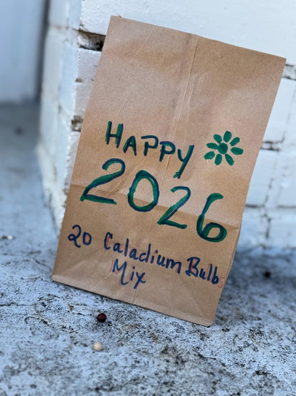 Happy New Year 2026 Caladium Mix (20 Bulbs) | Blue Buddha Farm